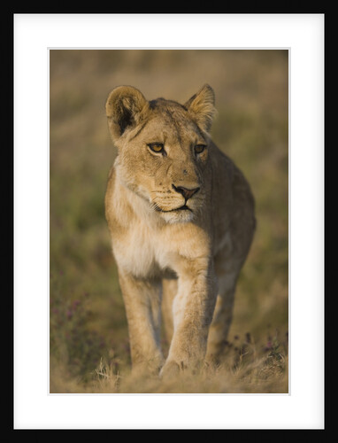 Lion Cub by Anonymous