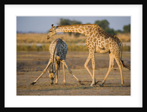Giraffe Bending over Giraffe with Splayed Legs by Anonymous