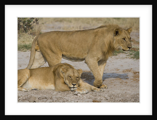 Two Lions by Anonymous