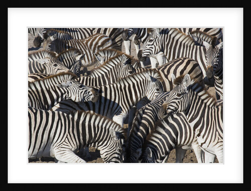 Herd of Zebras by Anonymous