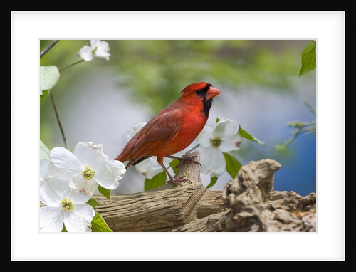 Close-up of Cardinal in Blooming Tree by Anonymous