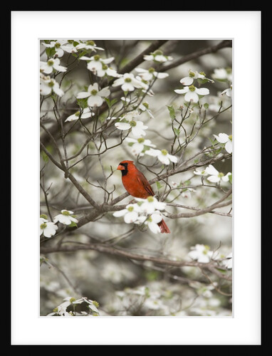 Close-up of Cardinal in Blooming Tree by Corbis