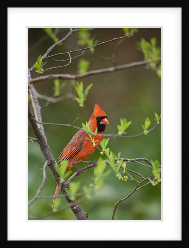 Red Northern Cardinal in Tree by Anonymous