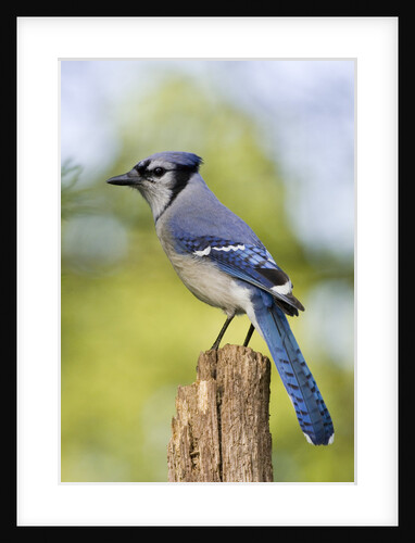 Blue Jay by Anonymous