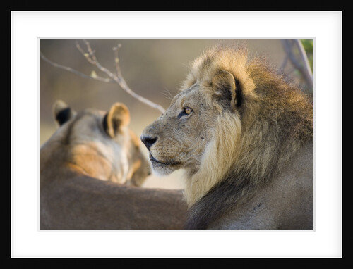 Lion Mating Pair Resting by Anonymous