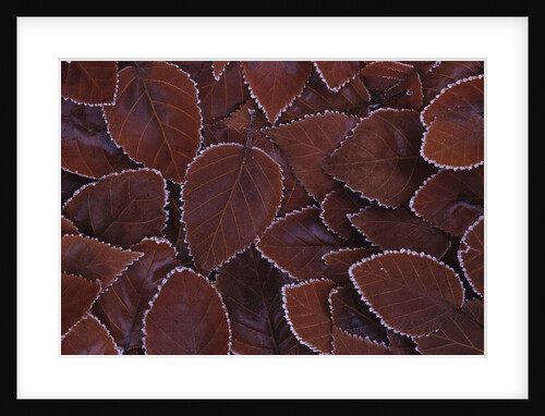 Frost-Edged Leaves by Anonymous