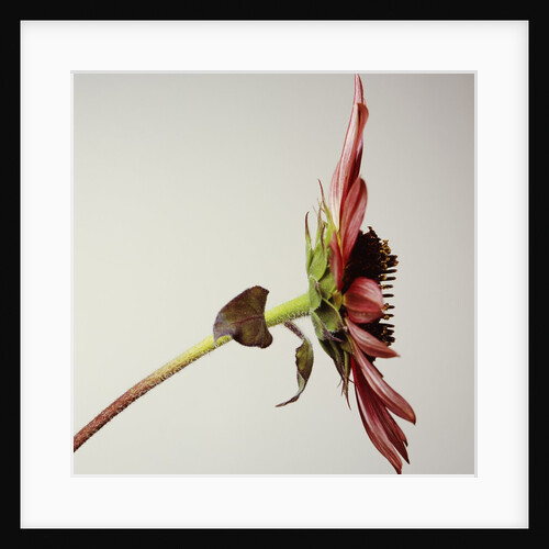 Sunflower Bloom by David Roseburg