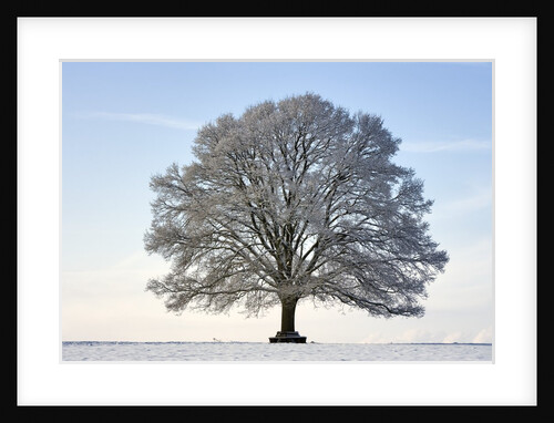 Snow-covered Oak Tree by Anonymous