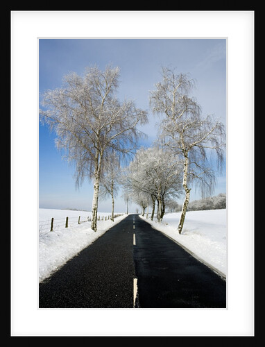 Birch Trees on Side of Road in Winter by Anonymous