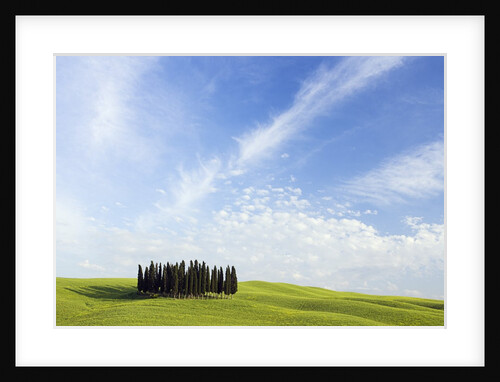 Stand of Cypress Trees in Meadow by Anonymous