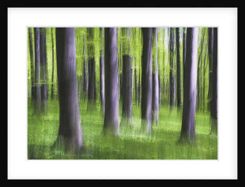 Beech Tree Forest by Anonymous