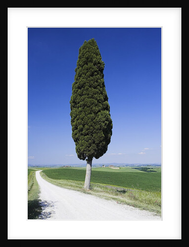 Cypress Tree by Unpaved Road by Anonymous