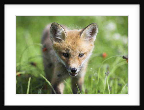 Red Fox Pup by Anonymous