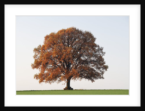 Oak Tree in Autumn by Anonymous
