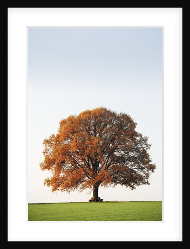 Oak Tree in Meadow by Anonymous