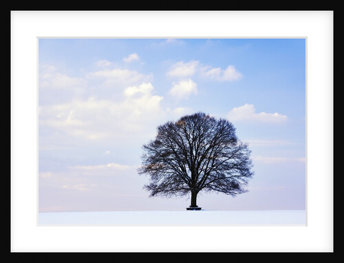 Oak Tree in Winter by Anonymous