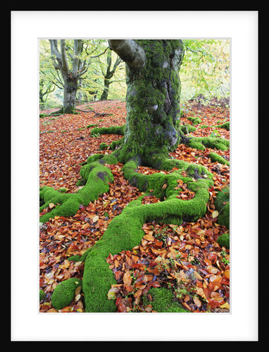 Moss Covered Roots Surrounded by Leaves by Anonymous