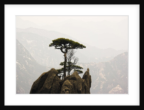 Pine Tree on Mountaintop by Anonymous