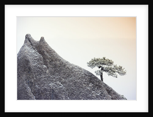 Pine Tree Growing on Mountain by Anonymous