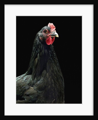 Black Chicken by Anonymous