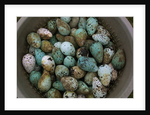 Tub of Guillemot Eggs by Anonymous