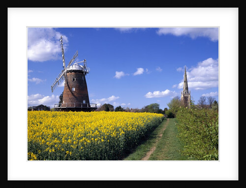 Oilseed Field and Windmill by Anonymous