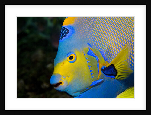 Queen Angelfish (Holacanthus Ciliaris) by Anonymous