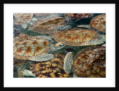 Juvenile Green Turtles in Captivity by Anonymous