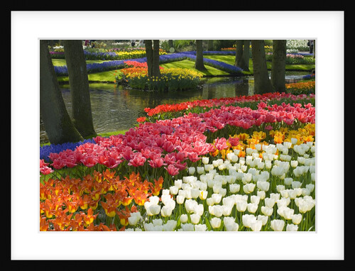 Spring Tulips by Stream by Anonymous