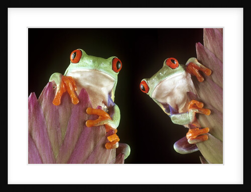 Red-Eyed Tree Frogs by Anonymous