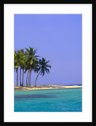 Palm Trees on Pelican Island by Anonymous