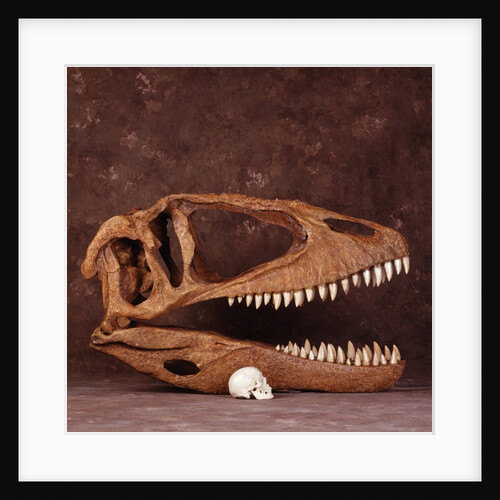 Carcharodontosaurus Skull with Human Skull by Anonymous