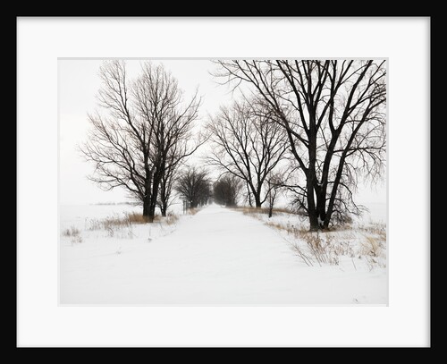 Trees and Drifted Road by Anonymous
