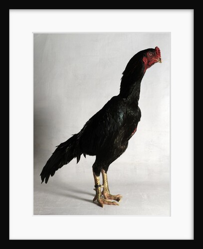 Shamo Cock by Anonymous