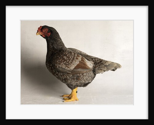 Large Black Laced Indian Game Cock by Anonymous