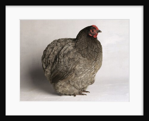 Orpington Blue Bantam by Anonymous