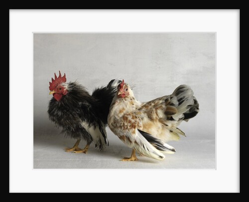 Silkied Serama Cock and Hen by Anonymous