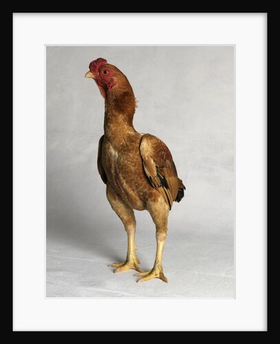 Ko Shamo Bantam Cock by Anonymous