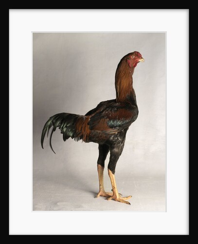 Malay Cock by Anonymous