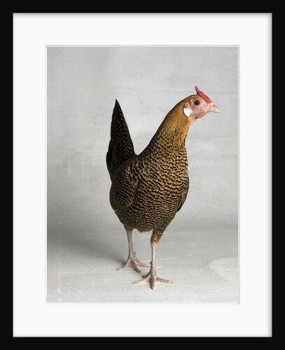 Large Hamburg Gold Pencilled Hen by Anonymous