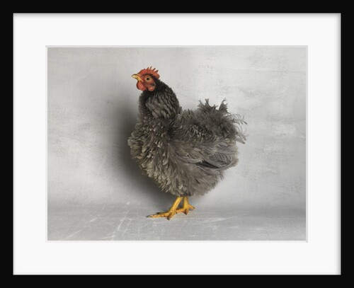 Blue Frizzle Hen by Anonymous