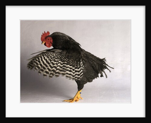 Plymouth Rock Chicken by Anonymous