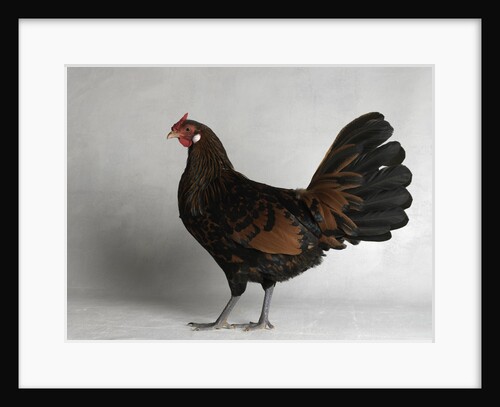 Large Hamburg Gold Spangled Hen by Anonymous