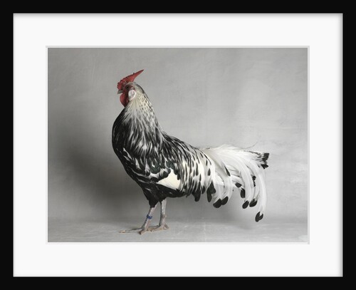 Large Hamburg Silver Spangled Cock by Anonymous