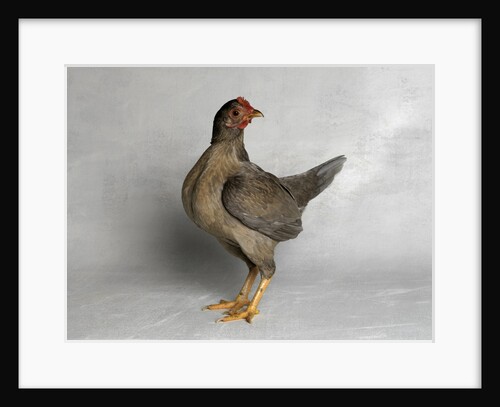 Old English Game Salmon Breasted Blue Chicken by Anonymous