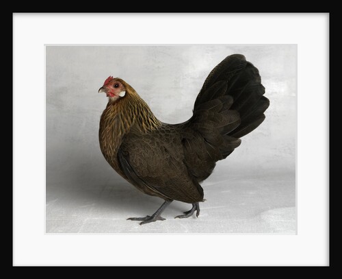 Gold Partridge Hen by Anonymous