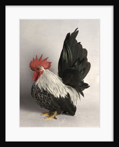 Japanese Bantam Grey Cock by Anonymous