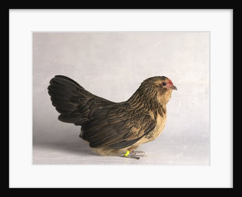 Belgian d'Anver Hen by Anonymous
