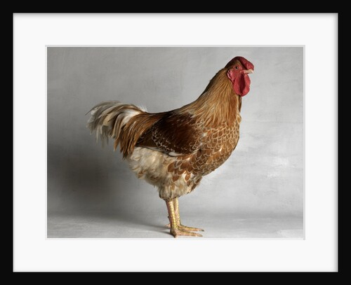 Large Buff Laced Wyandotte Cock by Anonymous