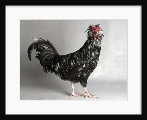 Large Houdan Cock by Anonymous